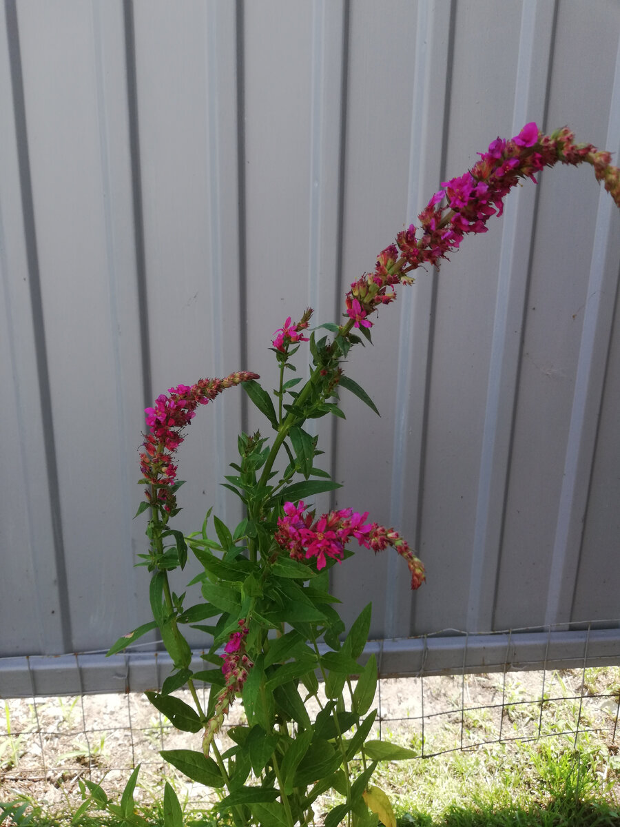 Плюсы работы в саду. Плюсы работы в саду. Плюсы работы в группе. Плюсы профессии учителя. Плюсы групповой работы на уроке.