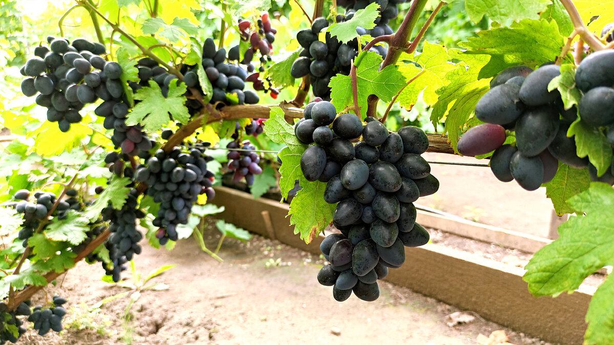 Том круз брюнет. Брутальный мужчина. Мигель энрике. Йен сомерхолдер ухмылка. Время красавец.