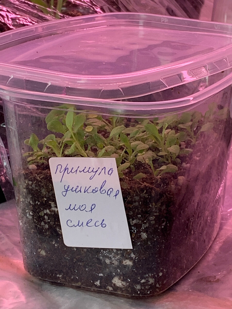 Контейнер с сеянцами ушковой примулы