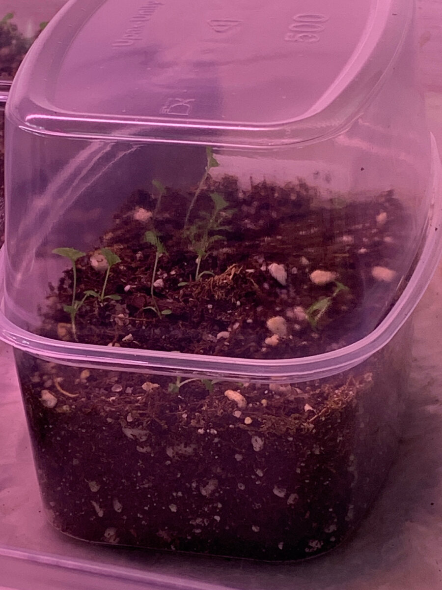 Контейнер с сеянцами полиантовой примулы