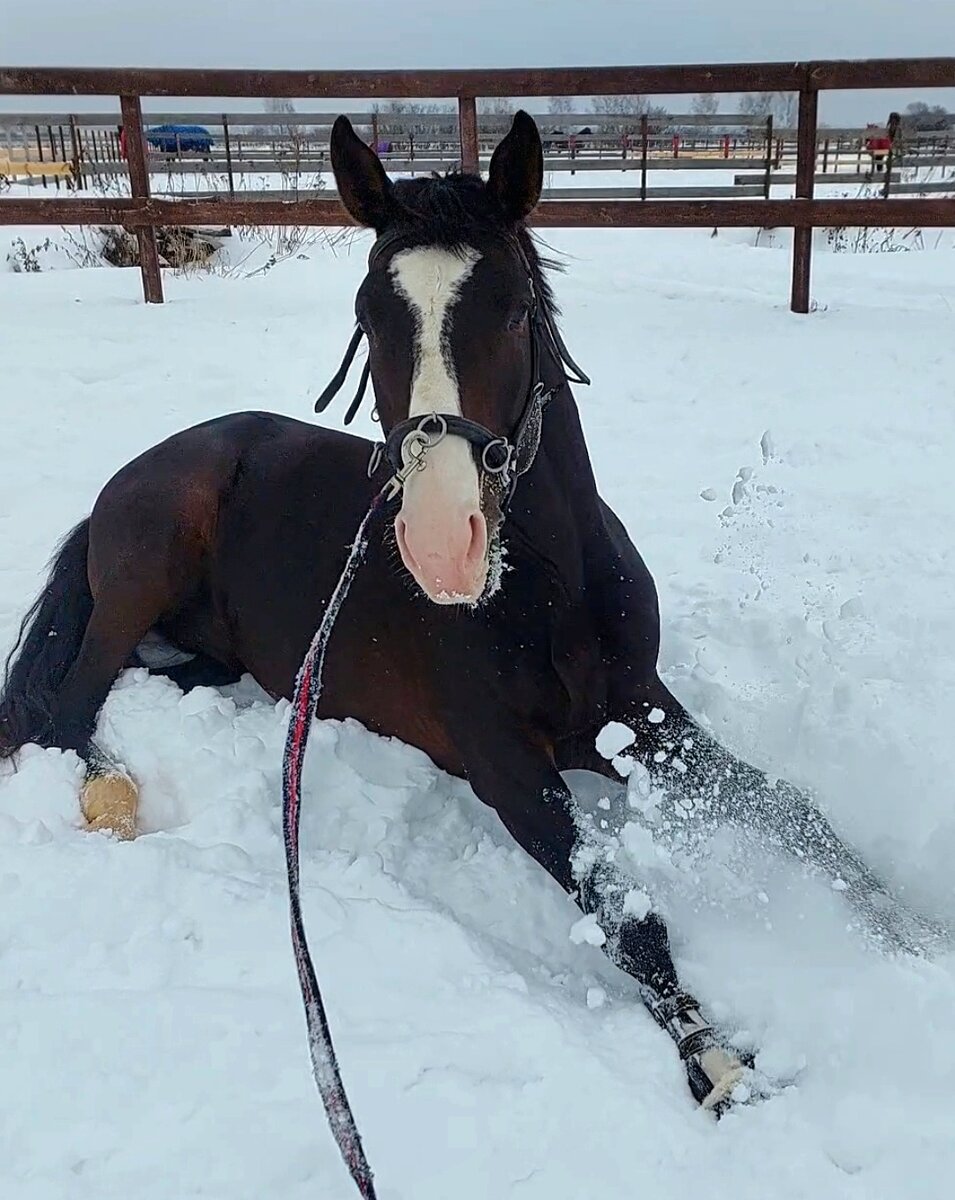 Описание игрушки лошадка. Ой лошадей. Ой лошадей. Ой лошадь. Ой лошадей.