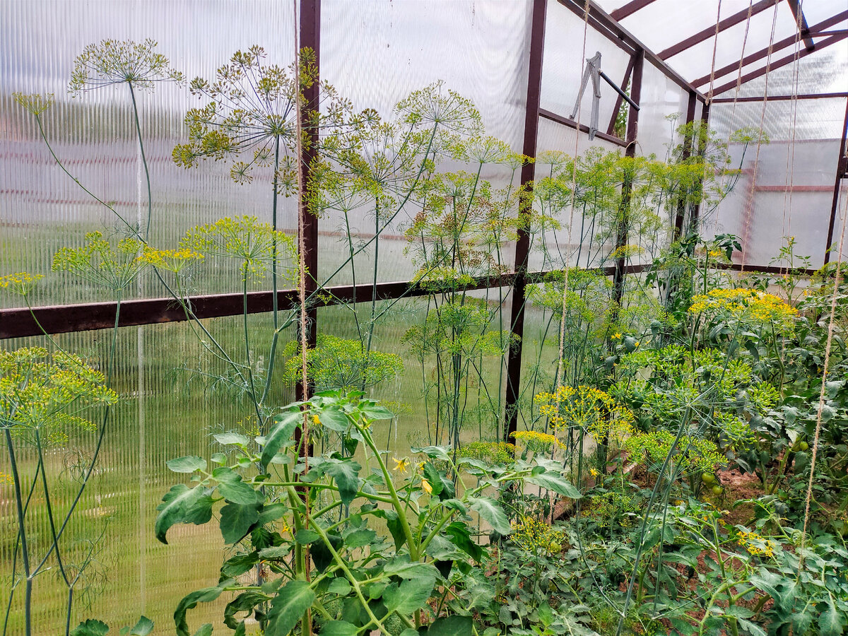 теплица помидор етиштириш. схема посадки томатов и огурцов в теплице. теплица с овощами. сидераты в теплице. помидоры в теплице.