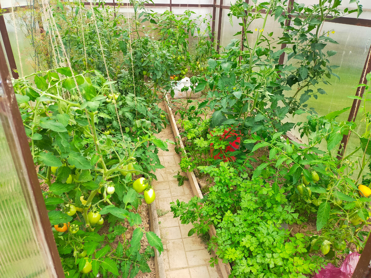 огурцы и помидоры в одной теплице. почему выращивают в теплице. теплица. проект тепличного хозяйства. теплица с растениями.