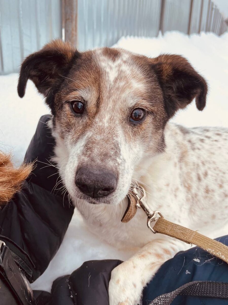 Собака для детей. Люблю собак. Парень в обнимку с собакой. Двушка обнимает собаку. Любимый пес.