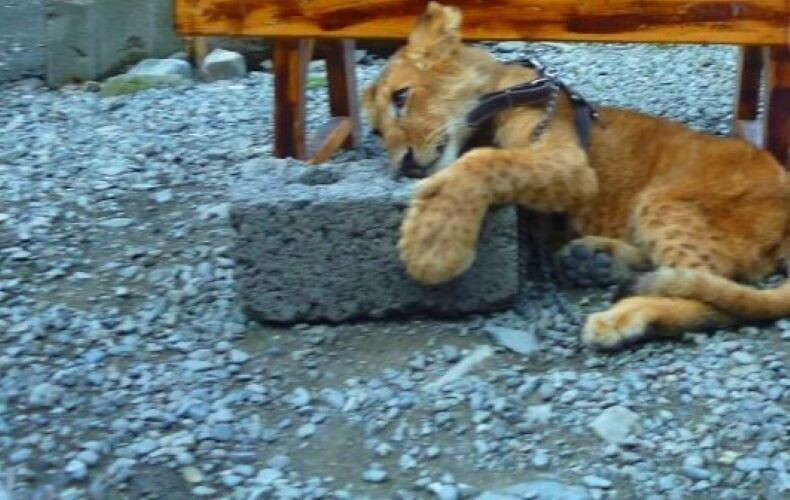 Как хорошо, что на российских курортах запретили использовать животных для фотографий. Сезонный бизнес на фотосъёмках теперь вне закона?