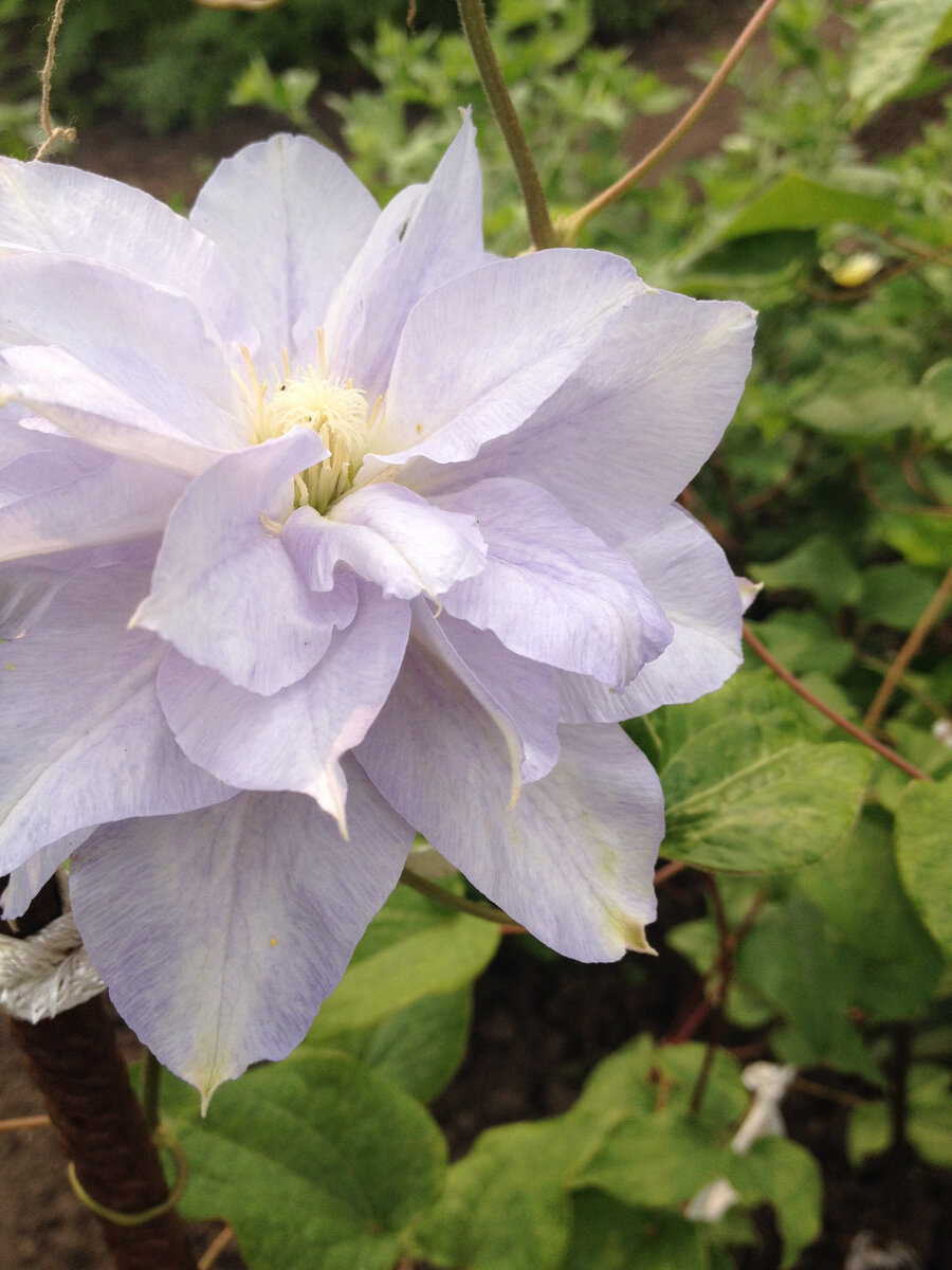 Клематис Мазури, фото автора.