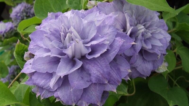 Клематис Мазури, фото из свободного источника.