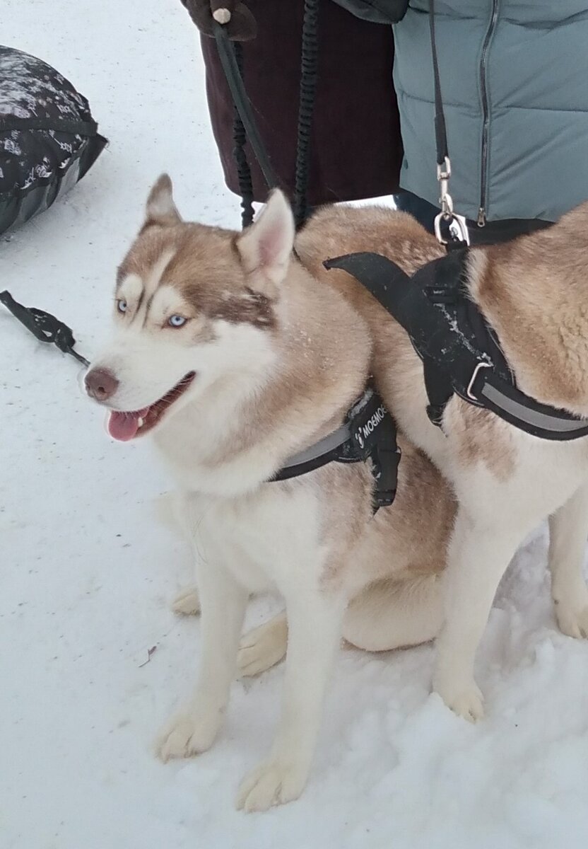 Хаски часто снимаются в кино в роли волка
