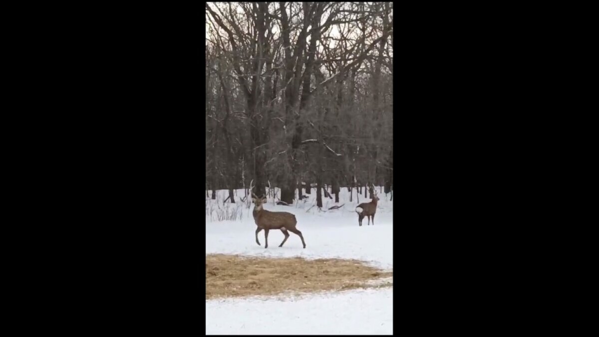    Под Саратовом 2 играющих крупных оленя попали на видеокамеру Новости Саратова и области – Сетевое издание «Репортер64»