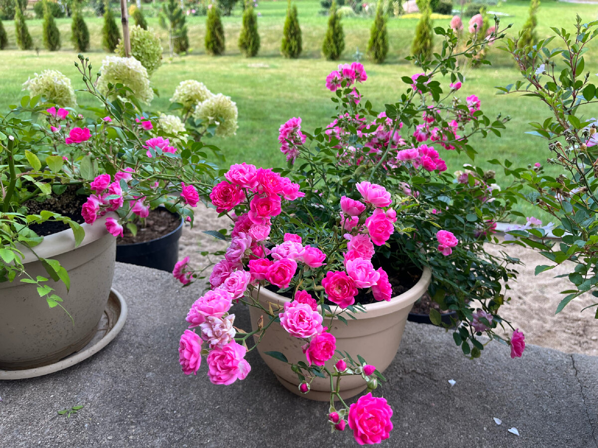 Растения в горшках 