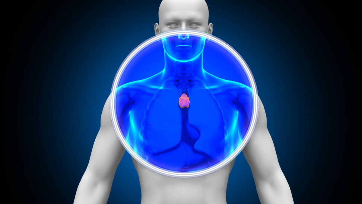 Вилочковая железа: ТОП-20 фактов, которые должен знать каждый | Денис  Потапенко | Советы кинезиолога | Дзен