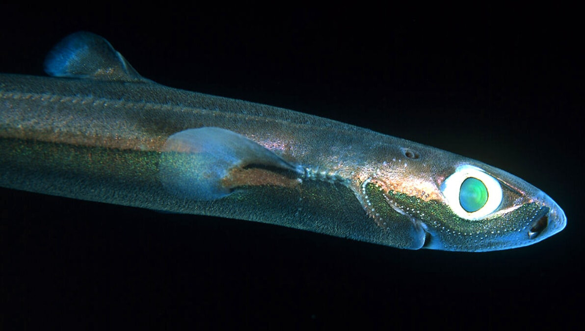 Сияющая акула (Etmopterus spinax)