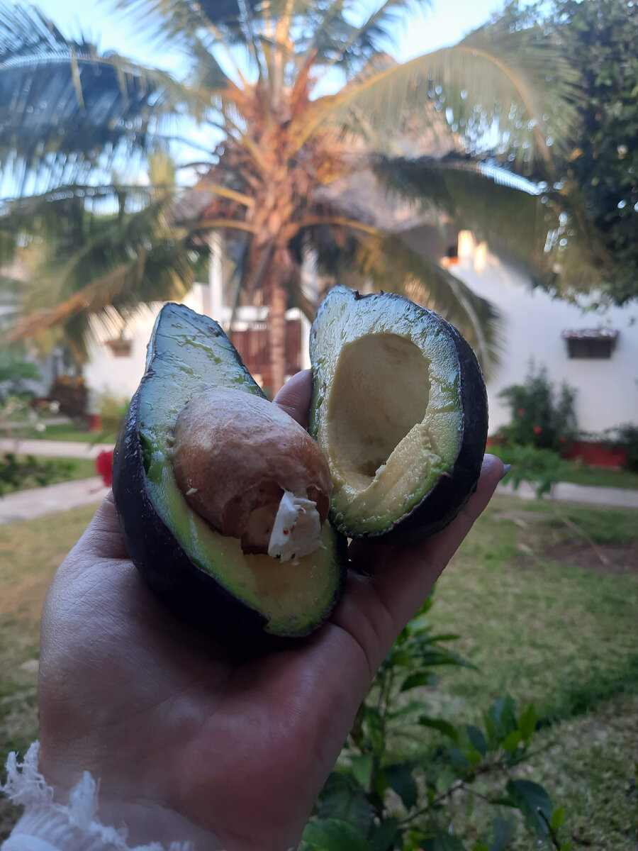 Заручевье пестово. Санаторий сосны тур выходного дня. Выходной в пансионате. Спа-тур выходного дня. Санаторий лазурный змеиногорский район.