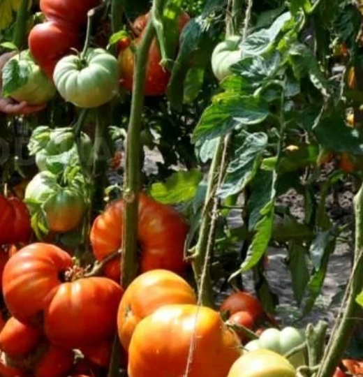 Самые сахарные крупноплодные томаты. КЛАССИКА против ЭКЗОТИКИ. Полезные свойства томатов. Стоит ли сажать крупноплодку в своём огороде?