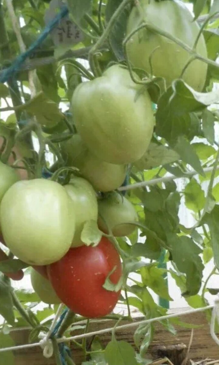 окучивание томатов. календарь высадки рассады помидор на грунт. лунки для помидор. можно ли сажать помидор. можно ли сажать помидор.