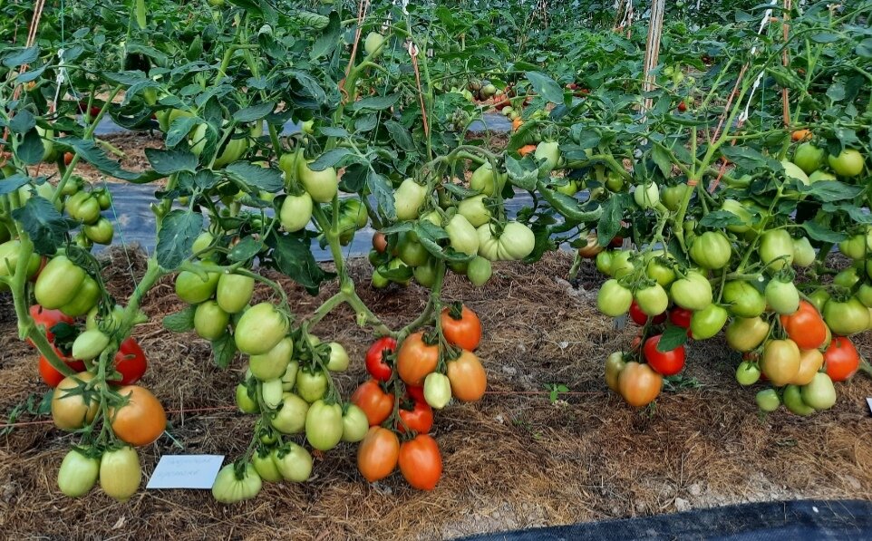 кг 1 20 характеристики. вес груза в 20 футовом контейнере. балка двутавровая 30 ш2 вес 1м. плотность щебня кг/м3. вентилятор вкр №5 1,5 квт 1500 об/мин.