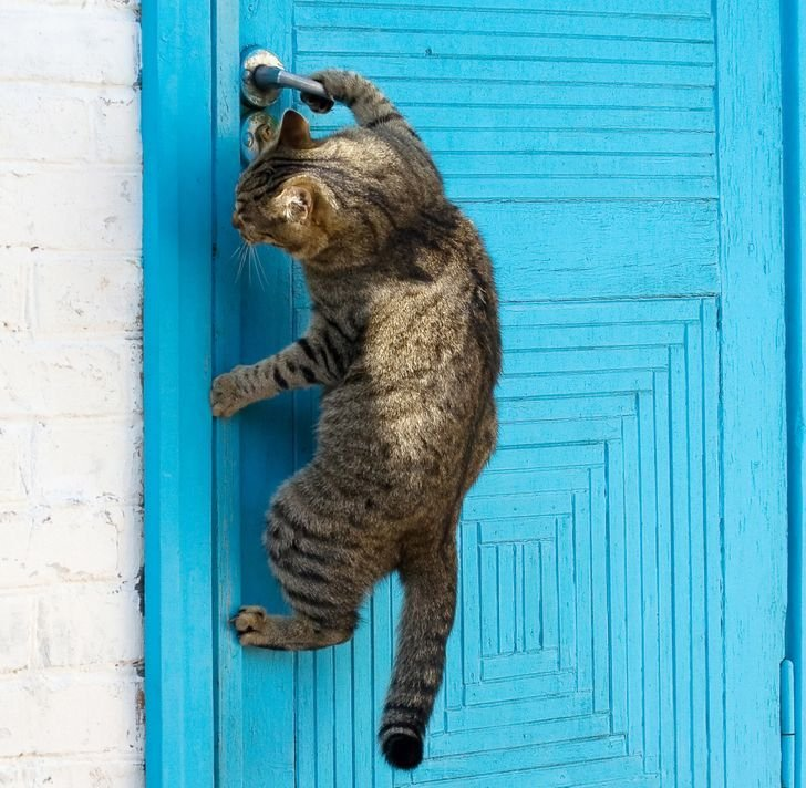 Открыв дверь я увидел. Кошка стучится в дверь. Дверь для кота. Кот открывает дверь. Кот висит.