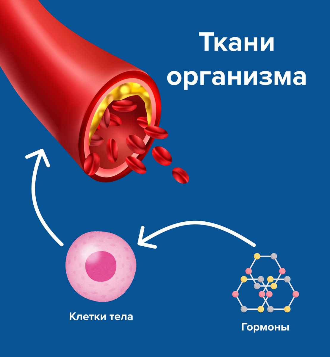 Один гормон может влиять сразу на несколько функций: например, регулировать теплоомбен и метаболизм