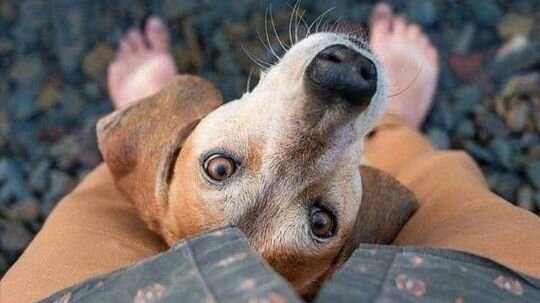 Ваш питомец "золотого" возраста начал вести себя странно? Будьте внимательны - возможно, это деменция. ФОто из свободных источников.