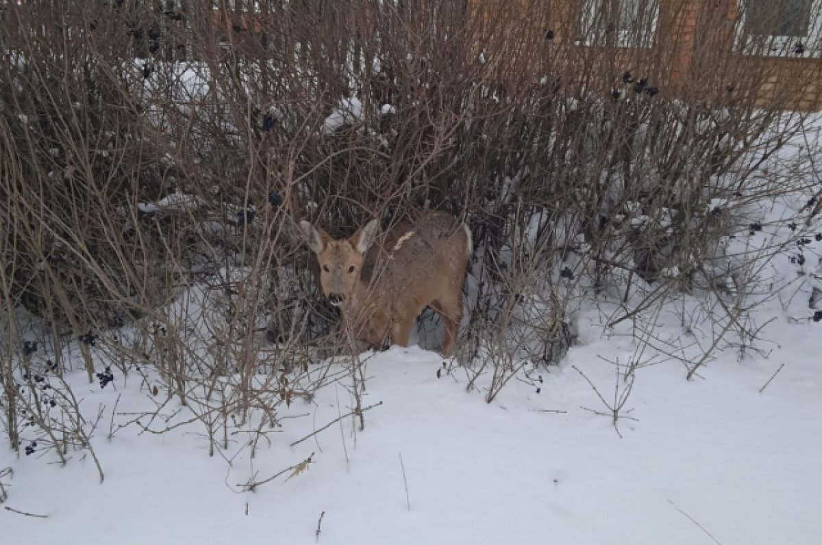    В Пензе спасли травмированную косулю