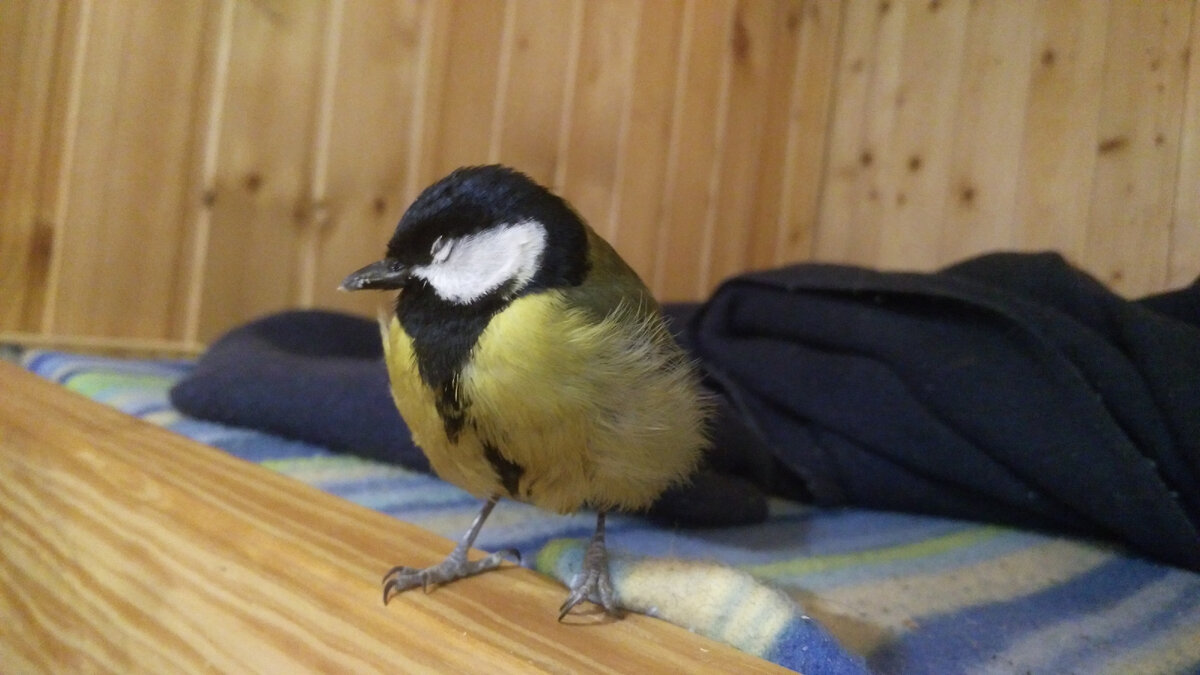 Синицы. Спящие синички. Синица птица смерти. Синица лазоревка крыло. Зиновий синичник праздник.