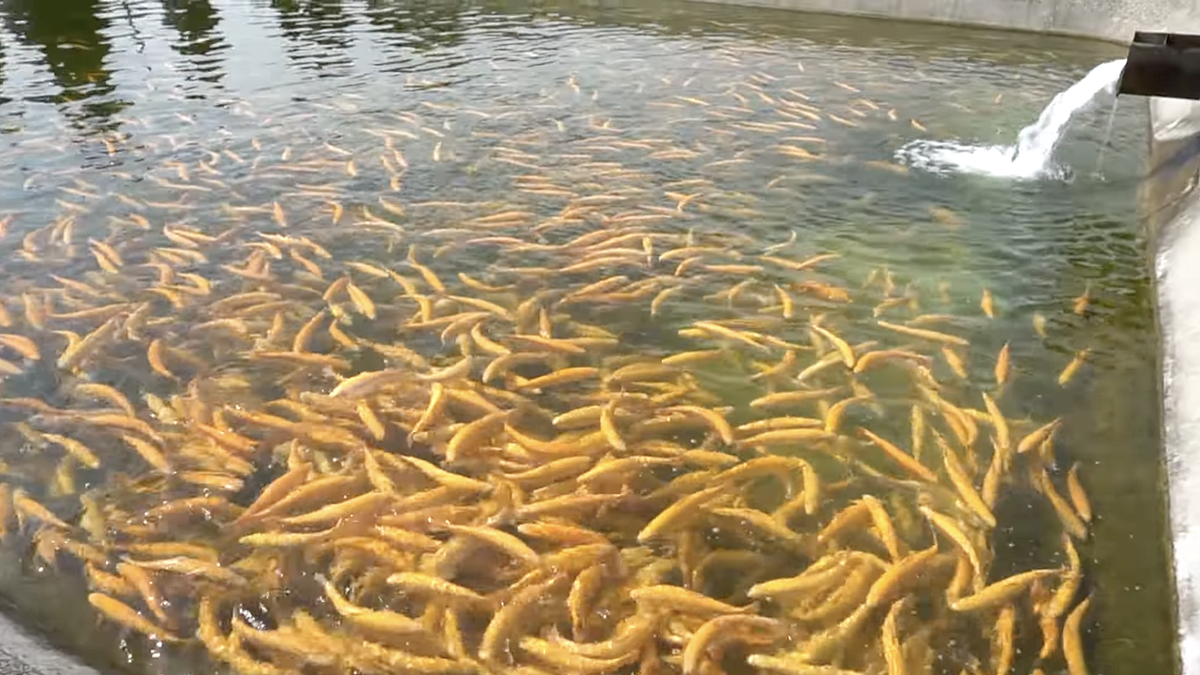 сазан на кубани. ресторан большая рыба в краснодаре. ихтиофауна реки кубань. рыба есть краснодар. бар большая рыба краснодар.