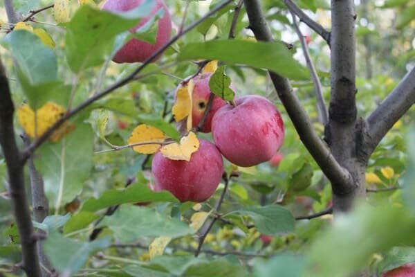 Карликовая яблоня "Аленький цветочек" ФОТО