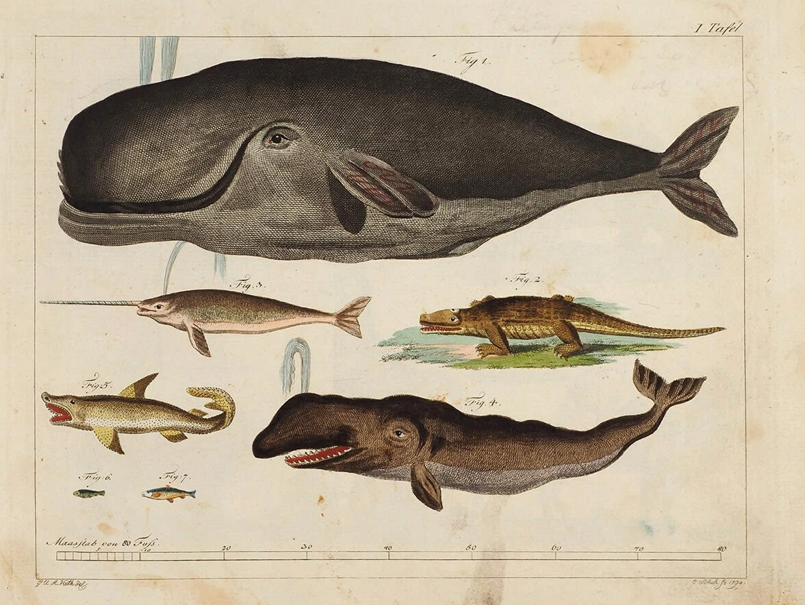 Функе, К.Ф. Естествознание для использования в школах. Брауншвейг, 1799