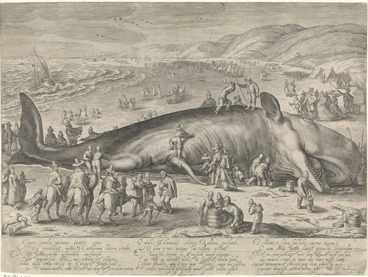 Кит, выброшенный на берег, Джейкоб Матем по рисунку Хендрика Гольциуса, 1598.