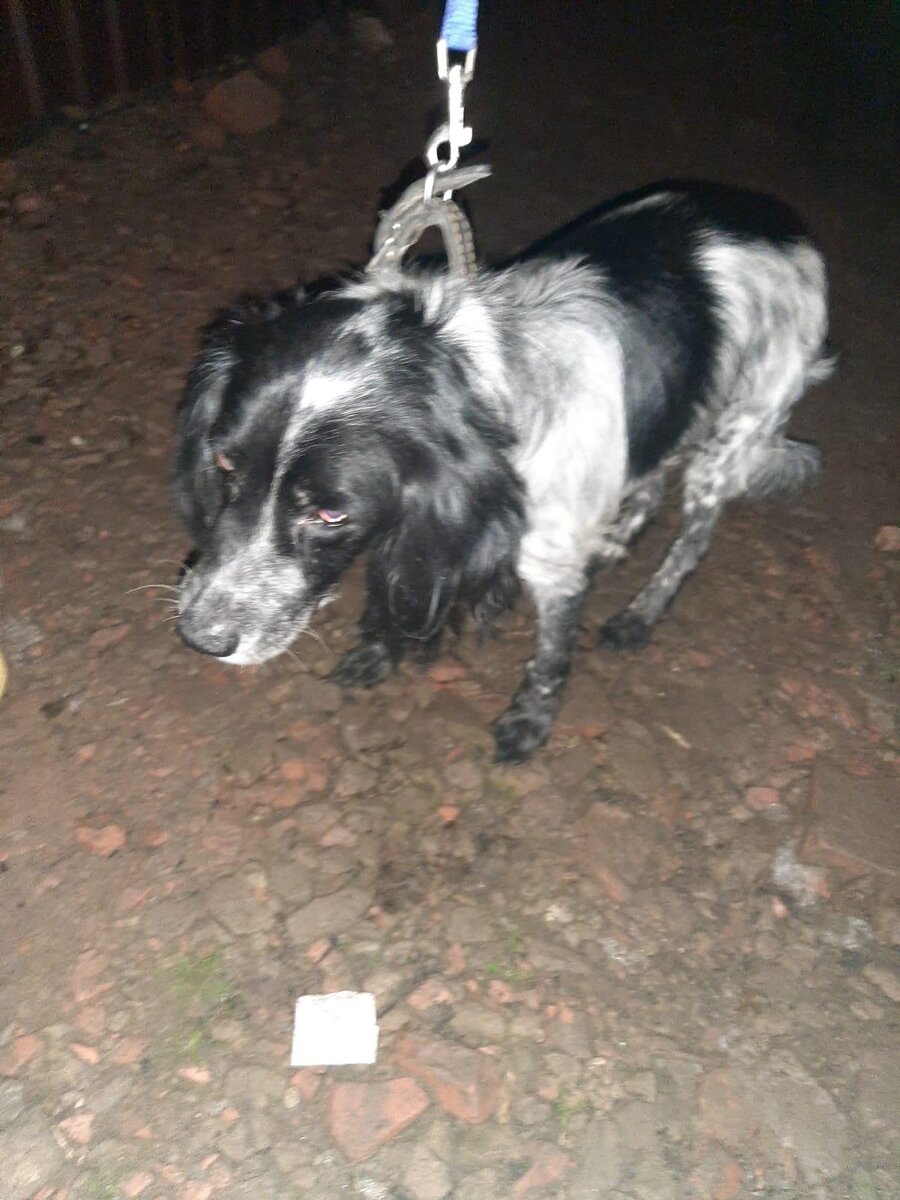 Почти детективная история. Друзья, знакомьтесь, \"старичок\" Бой | приют ...