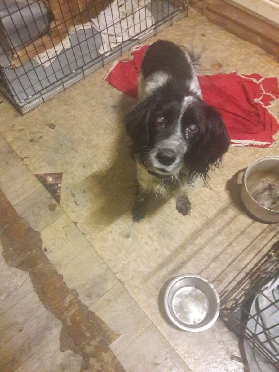 Почти детективная история. Друзья, знакомьтесь, \"старичок\" Бой | приют ...