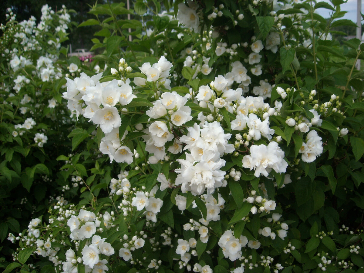 Жасмин растет в густой тени соседского дома. Прекрасно цветет, но иногда обмерзает