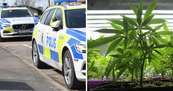    Ошибка драгдилера стала джек-потом для полиции