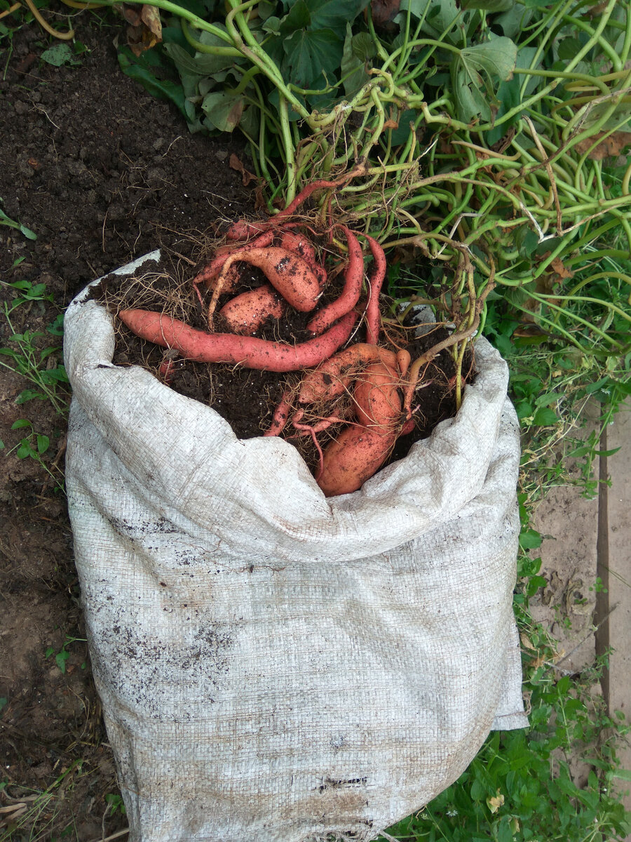  Вот так я пробовала растить сорт Борегард в мешке