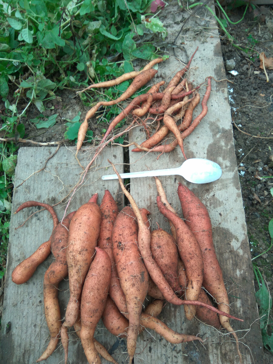 В основном, урожай был в верхней части