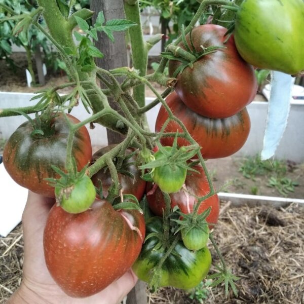 перец болгарский ф1. семена огурцов для открытого грунта самоопыляемые лучшие. перец сладкий буратино f1. томат сибирский низкорослый высокоурожайный. ранние сорта баклажан для открытого грунта в сибири.