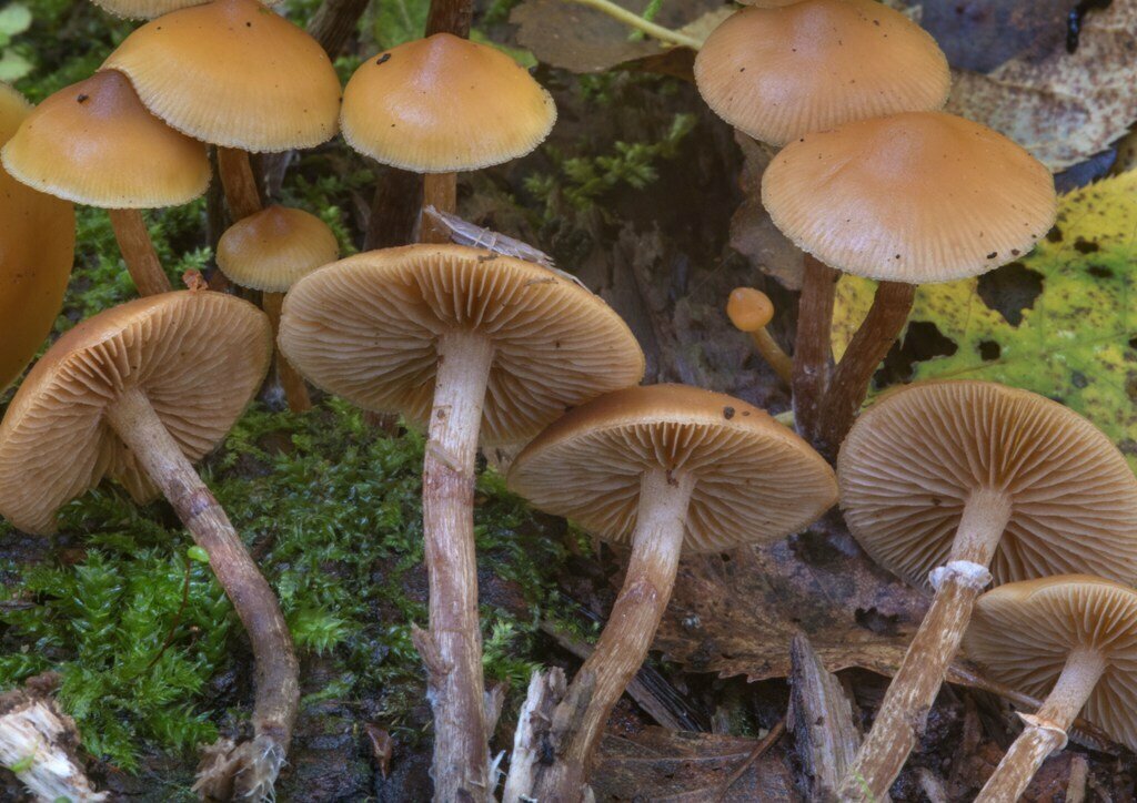 Маленькие грибники. Начинающий грибник. Маленькие грибники. Грибы в лесу. Маленькие грибники.