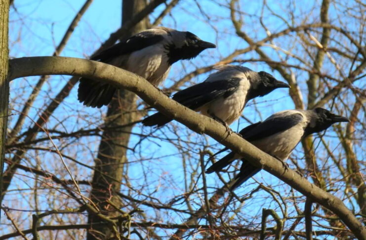 соболевская. черный ворон знаешь. черный ворон автор. глаз вороны. мистические вороны.