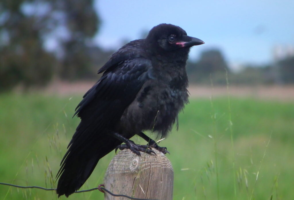 11 серию черного ворона. Ворон хугин и мунин. Ворон клуб романтики. Сериал чёрный ворон 44 серия. Тауэрский ворон.
