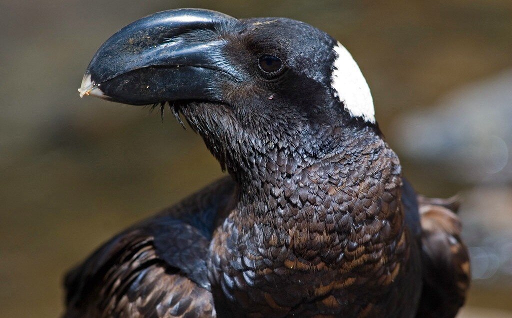 Satyr из satyricon. черный ангел. мрачная ворона. куроро люцифер арт. ворон-пересмешник мифология.