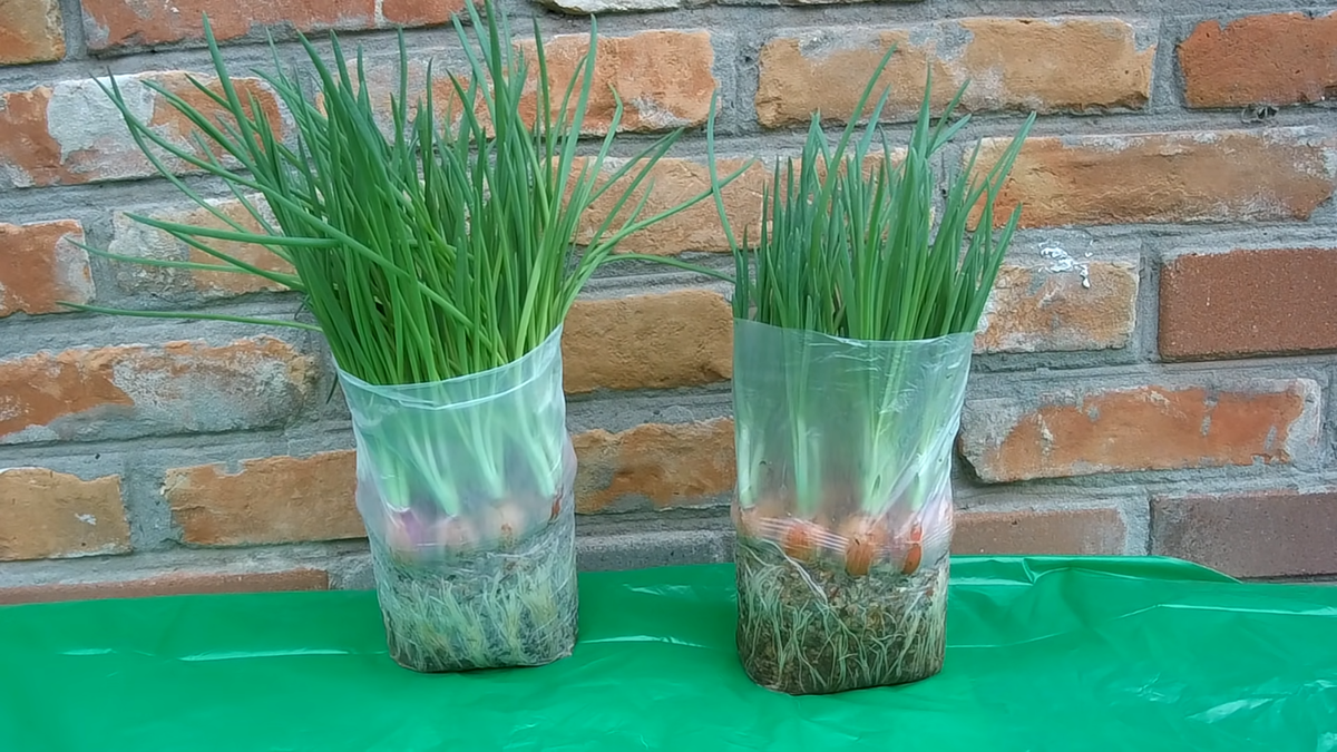 Бочка open top 127 л. Пласт 100. Бак для воды экопром t-100. Емкость polimer group v 200 зеленая tv200s2. Емкость вертикальная 100л (синяя) plastbak.