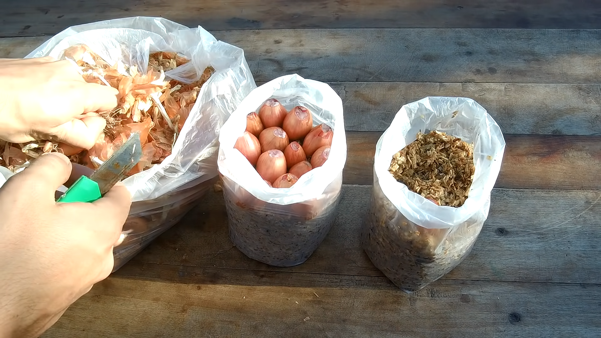 Арбалет блочный стикс интерлопер pkg чёрный. Лук фермер ранний (репчатый). Лук карбон. Супер лук. Лук-порей цветение.