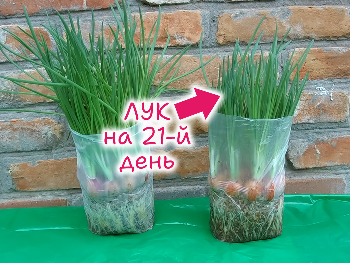 разделочная доска полиэтилен, 450х300x12 мм, цвет зеленый gastrorag cb45301gr. заборная решетка 45*45мм (1,8м*25м) зеленая рул. стакан пластиковый 200 полимерпласт. Uniflex forte заборная сетка. зеленый.