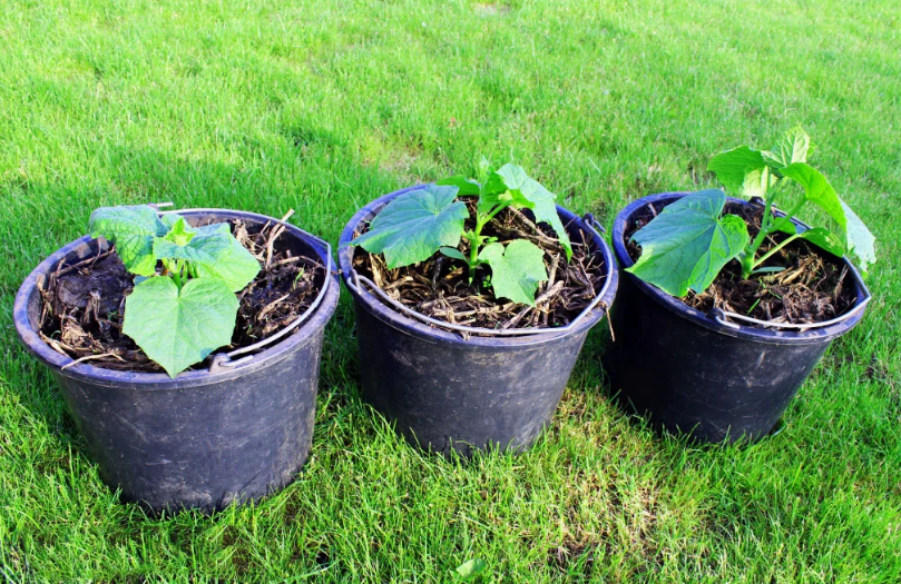 стимуляторы корнеобразования черенков. всходы корнеплодов. череночник. корни рассады перца. корневая система рассады.