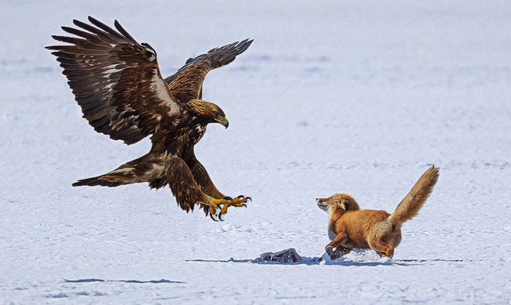 Беркут (Aquila chrysaetos)