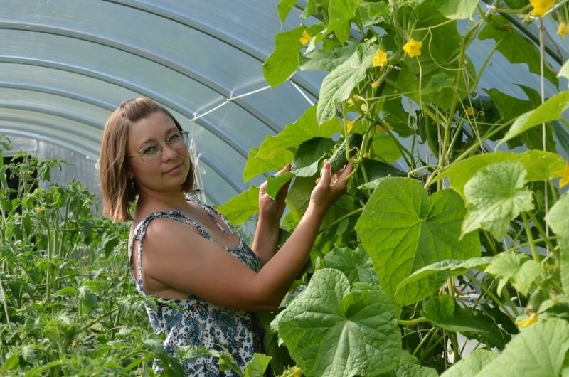 3 варианта, как разместить томаты и огурцы в одной теплице.