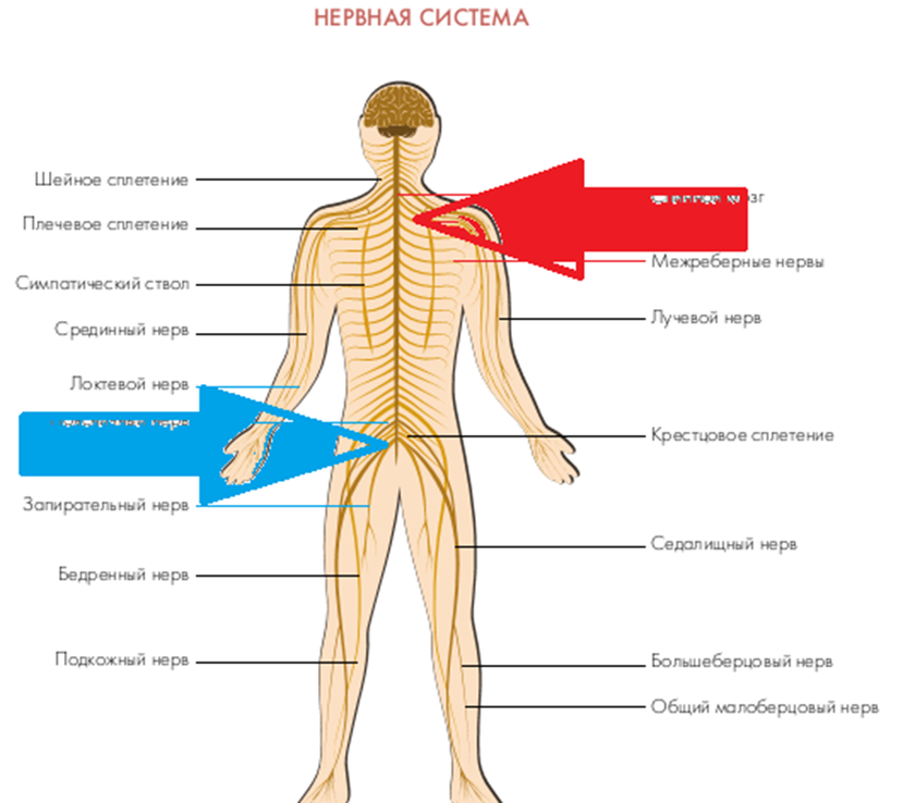 Периферическая нейропатия нерва