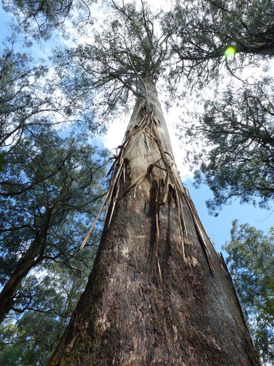 Краткая характеристика правовой системы рф. Можно отнести и особенности. Специфика деятельности человека. Классификация социальных групп. Характеристики деятельности человека.