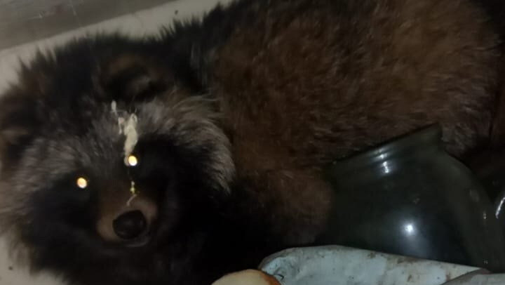 Енотовидная собака (уссурийская лиса, уссурийский енот). Енотовидная собака буба. Енотовидная собака плешивая. Енотовидные собаки домашние. Енотовидная собака домашняя.