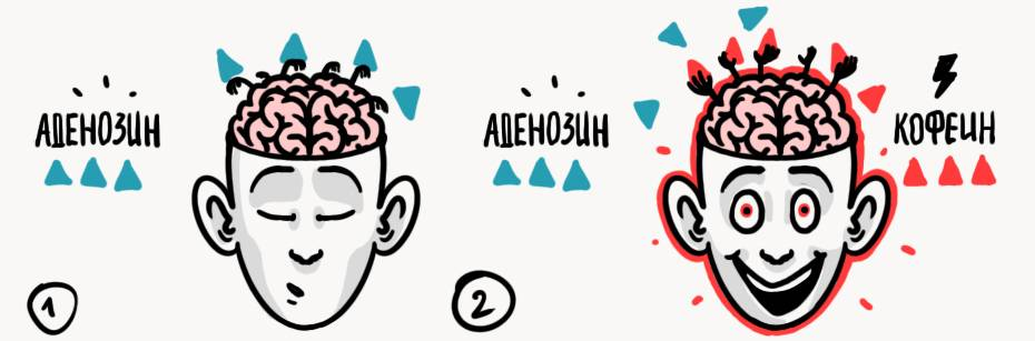 кофеин химия. кофеин истощает. чем опасен кофеин для человека. кофеин алкалоид. кофеин в организме человека.